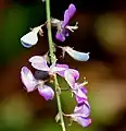 Desmodium gangeticum