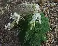 White form on Mount Tsubakuro, Nagano Prefecture, Japan