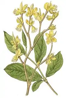 Flowers of Dirca palustris of the US