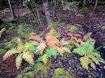 Ferns in autumn, October 2023