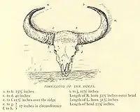 Dimensions of Bison horns