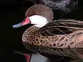 White-cheeked pintail (Anas bahamensis)