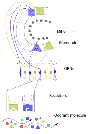 A simple diagram showing small triangles and rectangles that represent various chemical compounds rising up to a few lines that represent cells that can absorb them and then send electrical signals to the brain to interpret