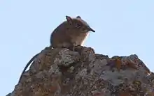 Brown elephant shrew