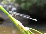 An eastern billabongfly has a blue tail tip with two black marks