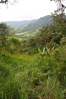 Cloud forest and grassland near Mindo