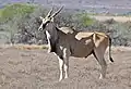 Eland