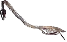 Elasmosaurus platyurus in the Rocky Mountain Dinosaur Resource Center in Woodland Park, Colorado