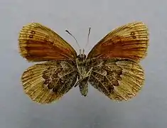 Underside