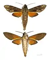 Erinnyis oenotrus