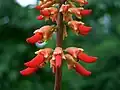 individual flowers