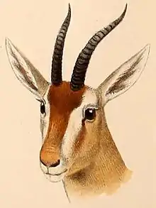 Drawing of brown bovid head