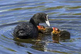 adult with chicks, Trujillo, Spain