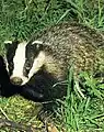 Eurasian badger