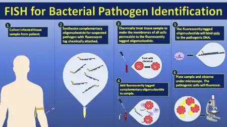  This figure outlines the process of fluorescent in situ hybridization (FISH) used for pathogen identification. First, a sample of the infected tissue is taken from the patient. Then an oligonucleotide that is complementary to the suspected pathogen's genetic code is synthesized and chemically tagged with a fluorescent probe. The collected tissue sample must then be chemically treated in order to make the cell membranes permeable to the fluorescently tagged oligonucleotide. After the tissue sample is treated, the tagged complementary oligonucleotide is added. The fluorescently tagged oligonucleotide will only bind to the complementary DNA of the suspected pathogen. If the pathogen is present in the tissue sample, then the pathogen's cells will glow/fluoresce after treatment with the tagged oligonucleotide. All other cells will not glow after treatment.