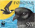 FO 523: Storm petrel (Hydrobates pelagicus)