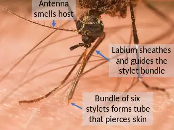 Mouthparts of a female mosquito while feeding on blood, showing the flexible  labium sheath supporting the piercing and sucking tube which penetrates the host's skin