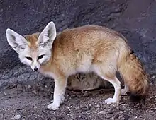 Large-eared fox on rock