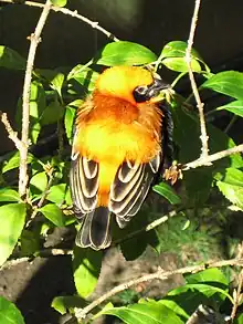 Black-winged red bishop