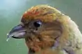 Head of a male crossbill showing asymmetrical upper and lower beak