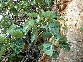 Foliage of a southern specimen