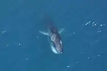 Photo of whale at surface