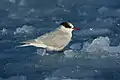 Antarctic tern at Cape Shirreff