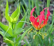 The national flower along the edges of the dam.