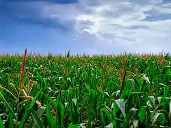 Cornfield in Upper Nazareth Township in July 2012