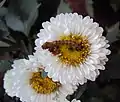 Caterpillar feeding on white flower