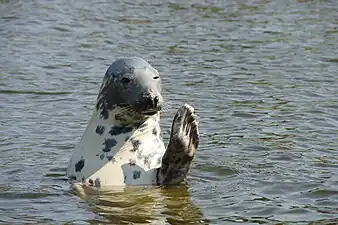 Grey seal