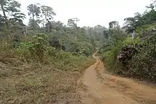 Forest Reserve, Lake Barombi