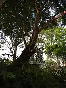 A balete tree in Cordon, Isabela, Philippines