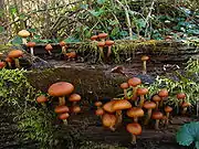 A few dozen brownish-orange mushrooms of various sizes growing on a rotted log covered with moss. The caps of the mushrooms are rolled inwards, and rest on stems that range in color from whitish to light orange-brown. Several of the stems have small, dark orange rings near the top.