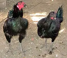 Cockfight in Lima, Peru