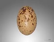 Egg