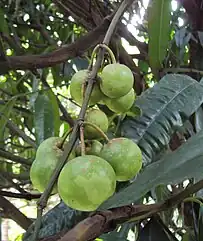 Immature fruits