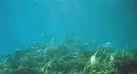 Elkhorn coral (Acropora palmata) on the crest of Gaulin Reef in 1999