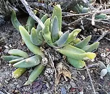 Glottiphyllum fergusoniae