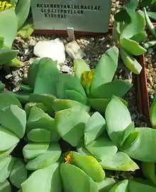 Glottiphyllum linguiforme