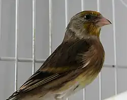 A domestic canary/goldfinch hybrid