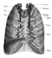 Anterior thoracic wall, from behind