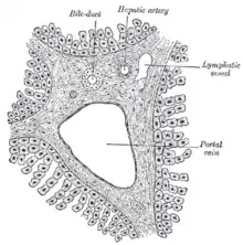 Section across the portal canal of a pig (× 250)