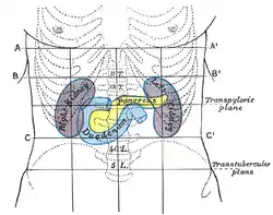 Front of abdomen, showing surface markings for duodenum, pancreas, and kidneys.