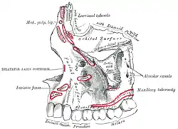 Left maxilla. Outer surface.