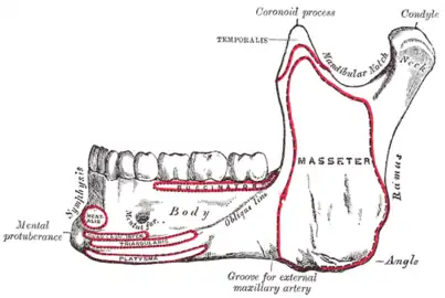 Mandible, outer surface, side view