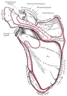 Left scapula. Dorsal surface.