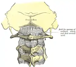 Posterior atlantoöccipital membrane and atlantoaxial ligament (atlas visible at center)