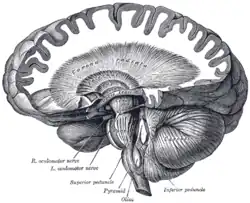 Cerebellum and basal ganglia