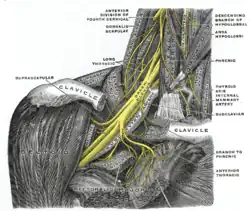 The right brachial plexus with its short branches, viewed from in front.